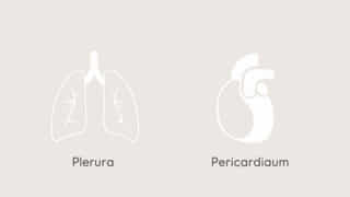 Makes Up The Pleura And Pericardium