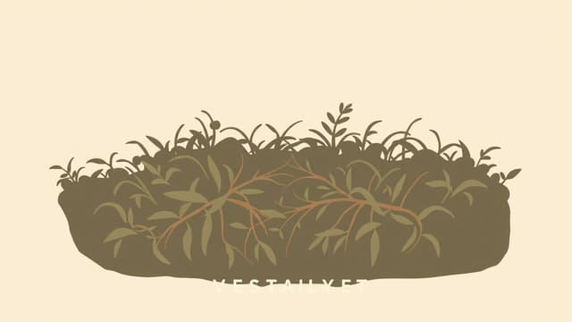 Convalescence Underbrush Destiny 2 Bugged