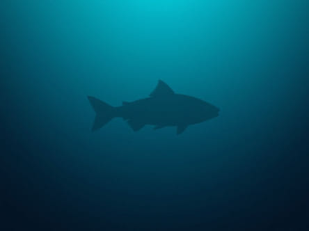 The Desolate Deep Fisch