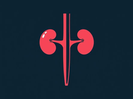 Juxtaglomerular Apparatus Of Kidney Secrete