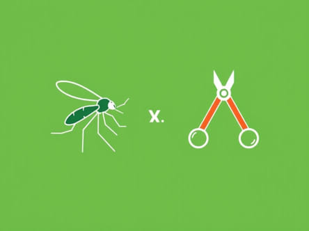 Mosquito Hemostat Vs Kelly Hemostat