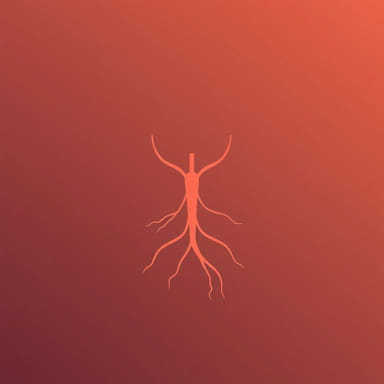 Venous End Of Capillary