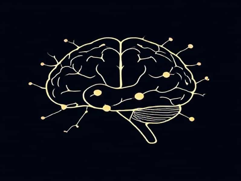 Brain Cells Don T Regenerate