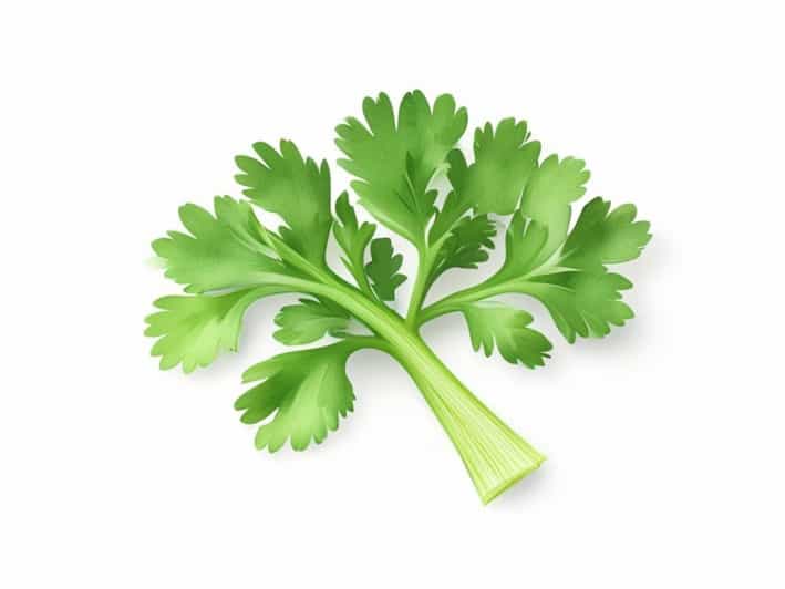 Snipped Parsley Vs Parsley Flakes