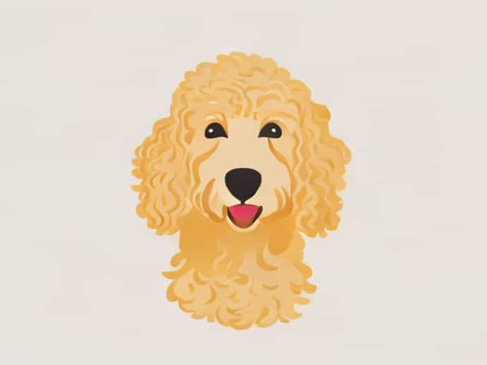 Golden Retriever X Poodle