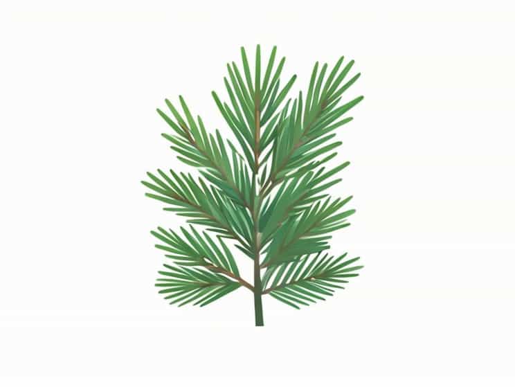 How Much Are Pine Needles