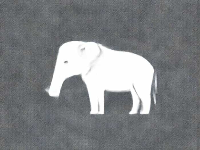 Venter Savuti With Nosecone