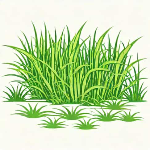 Best Post Emergent For Bermuda Grass