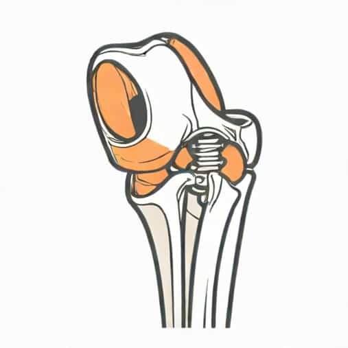 Joint Of Femur With Pelvic Girdle Is