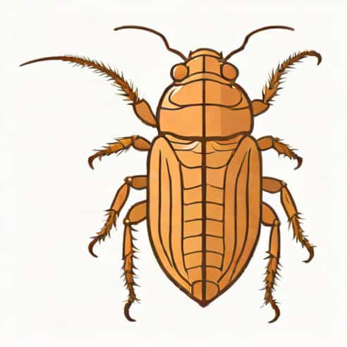 Nervous System Of Cockroach Diagram