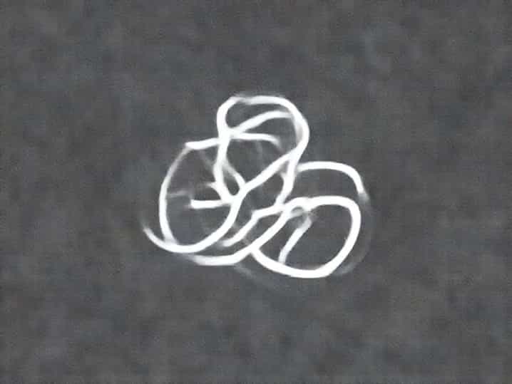 What Are Embryological Similarities