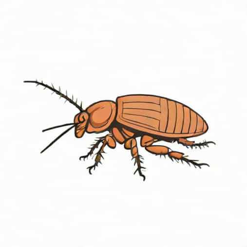 What Is The Lifespan Of A Cockroach