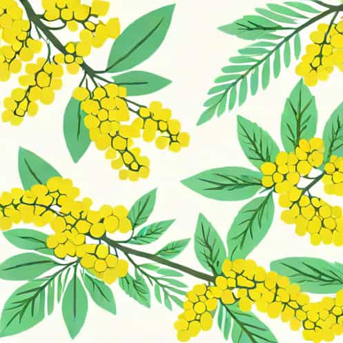 Find Serenity Mimosa And Spearmint