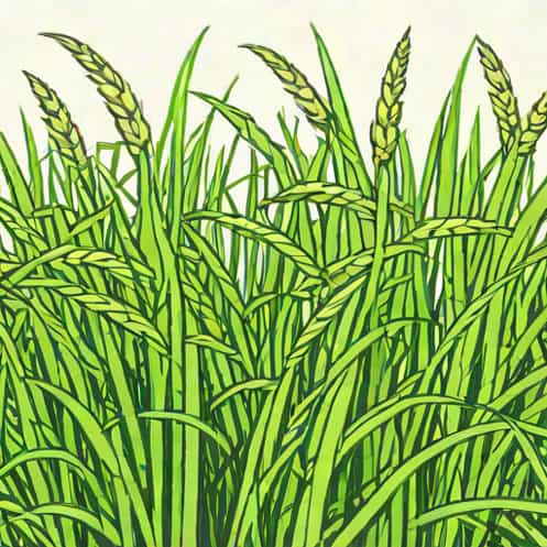 Grass Burr Pre Emergent
